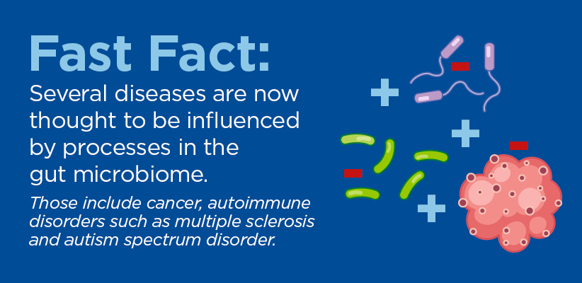 Fast Fact: Several diseases are now thought to be influenced by processes in the gut microbiome. Those include cancer, autoimmune disorders such as multiple sclerosis and autism spectrum disorder.