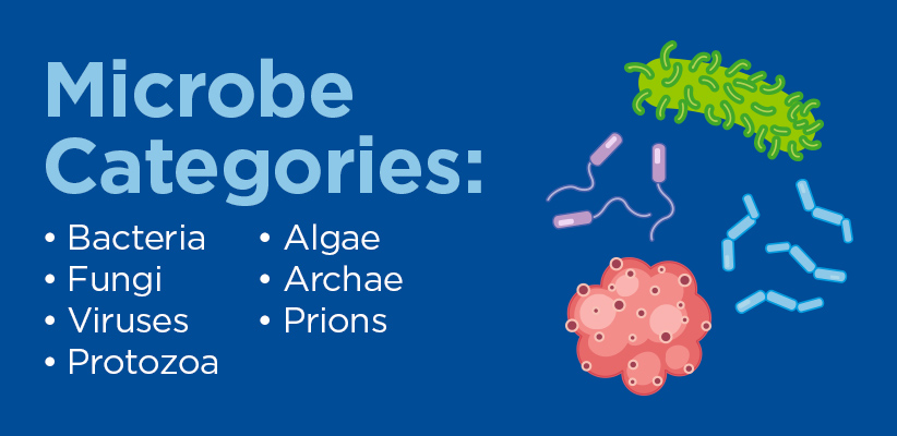 Microbe categories: Bacteria, fungi, viruses, protozoa, algae, archae, prions.